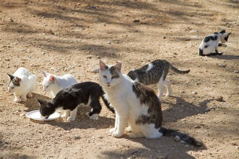 Colony cats - 